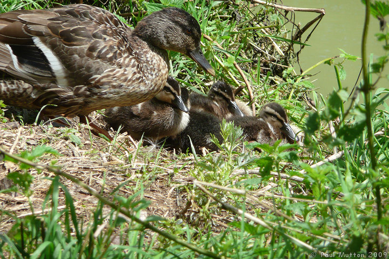 P1020880 Ducklings